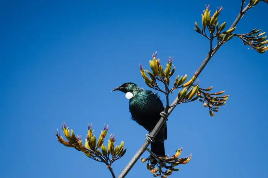 NZ’s Obsession with Native Wildlife