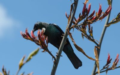 Progress for Possum Standards