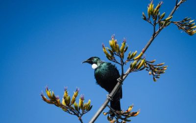 NZ’s Obsession with Native Wildlife